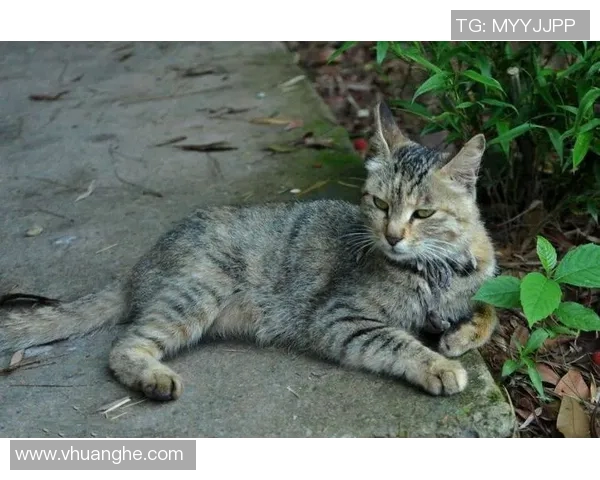 土猫比赛可以做什么-土猫比赛的多面性与价值所在-土猫比赛可以做什么 土猫比赛可以做什么-土猫比赛的多面性与价值所在-土猫比赛可以做什么